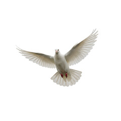 Obraz premium Majestic flight of a pure white dove against transparent backdrop, symbolizing freedom
