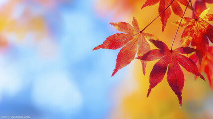 Vibrant red leaves of Japanese maple tree against soft blue background create serene autumn atmosphere
