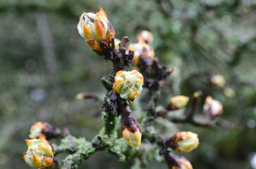 Up Close Plant Budding in Nature