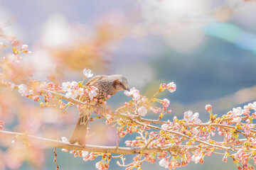 桜の蜜を吸いに飛来したヒヨドリ
