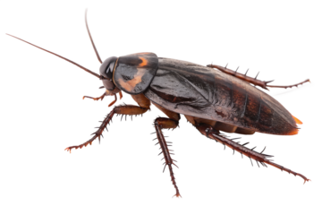 Cockroach on transparent background showing detailed features