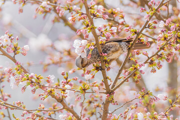 桜の蜜を吸いに飛来したヒヨドリ
