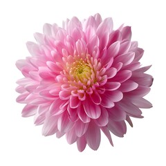 A beautiful close-up of a pink chrysanthemum flower, perfectly isolated on a clean white background