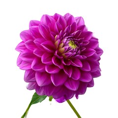Obraz premium A beautiful, vibrant purple dahlia flower isolated on a clean white background