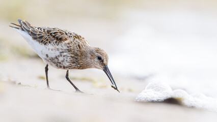 Dunlin