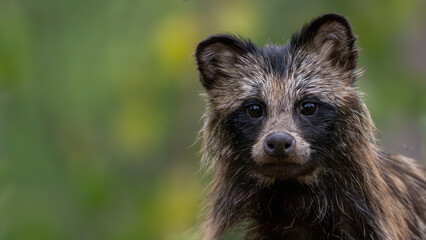 Common raccoon dog