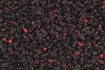 Mulbery background. A lot of mulberry berries, top view.