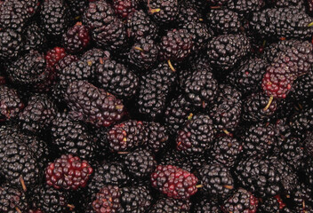 Close up of ripe mulberry
