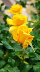 Golden Roses Vibrant Close-Up Outdoor Green Background Vertical Orientation