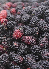 Vertical image of ripe mullbery