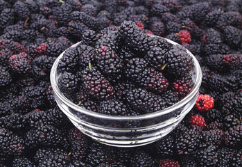Glass bowl with mulberry on ripe mulberry berries background.