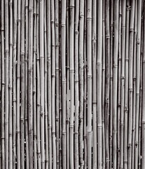 Bamboo Natural Vertical Closeup Monochrome Black White Texture Pattern