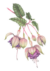 Watercolor illustration of fuchsia flowers on a white background.