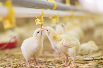 Baby chicken at farm feeding
