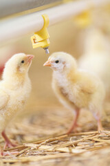 Baby chicken at farm feeding
