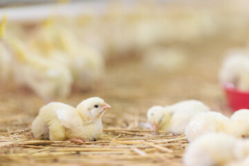 Baby chicken at farm feeding