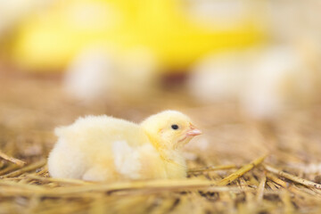 Chicken at farm. Shallow DOF. Developed from RAW; retouched with special care and attention; Small amount of grain added for best final impression. 16 bit Adobe RGB color profile.