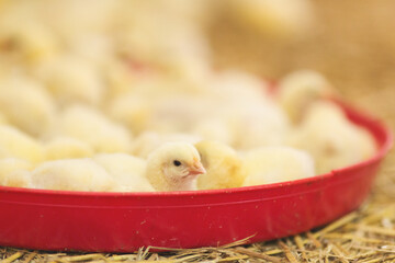 Chicken at farm. Shallow DOF. Developed from RAW; retouched with special care and attention; Small...