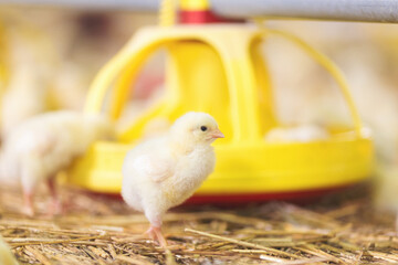 Chicken at farm. Shallow DOF. Developed from RAW; retouched with special care and attention; Small...