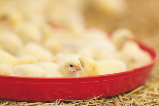 Chicken at farm. Shallow DOF. Developed from RAW; retouched with special care and attention; Small amount of grain added for best final impression. 16 bit Adobe RGB color profile.