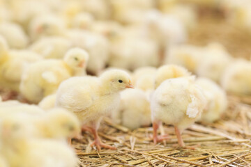 Baby chicken at farm feeding