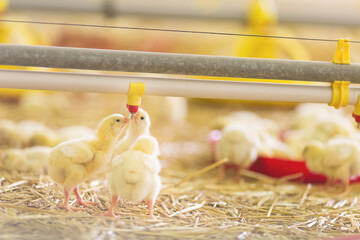 Chicken at farm. Shallow DOF. Developed from RAW; retouched with special care and attention; Small...