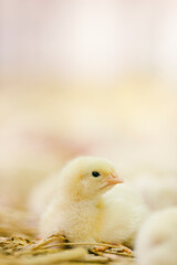 Baby chicken
