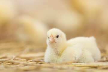 Chick at farm