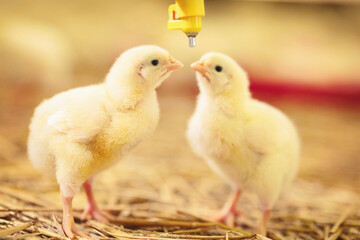 Two little chicks drinking water