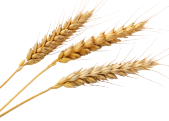 Wheat stalks arranged on a transparent background for display