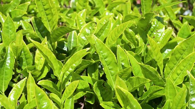 Tea plantation in Munnar, South India, field with plants in Kerala, agriculture and harvest