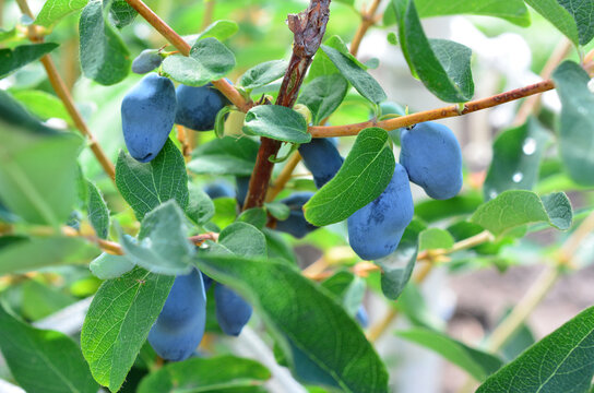 a close up of a blueberry bush with blue berries - Powered by Adobe