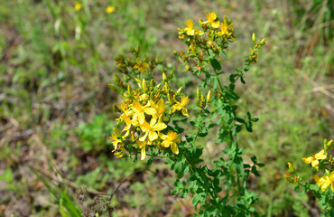 Obraz premium St. Johns wort in bloom in the field