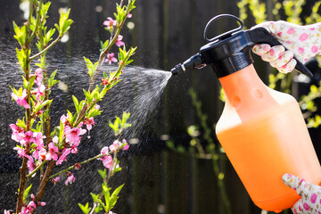 Spraying Fruit Tree. Peach Leaf Curl Fungus Taphrina Deformans Control. Spray Peach Tree Flowering.