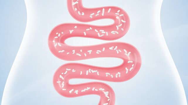 Intestinal probiotics clean up stool, promote intestinal peristalsis, activate intestinal motility, and remove toxins. Intestinal and digestive health concept, 3D animation.