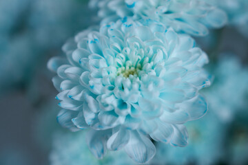 Beautiful blue chrysanthemum flower close-up.