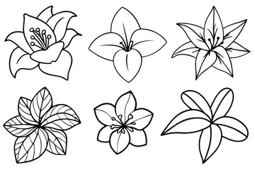Obraz premium Tropic flowers flourishing in warm climates line art