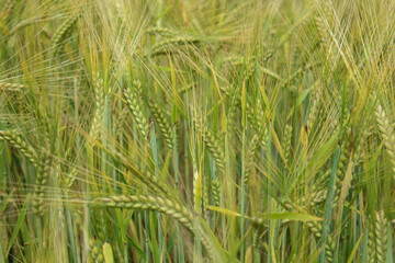 Green ears of barley on a spring background, close-up