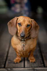 short-haired dachshund outside, on the outdoor terrace