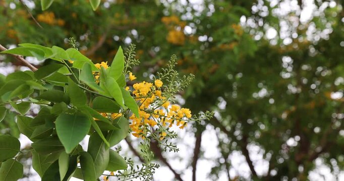 Bright yellow Padauk flowers with buds are in full bloom on the tree and swaying beautifully in the morning breeze. (Pterocarpus macrocarpus) For the Myanmar water festival (Thingyan).