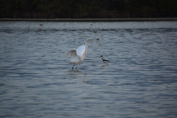 Beautiful great white egret bird.