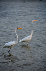 Pair of Great White Egrets in Shallow Waters