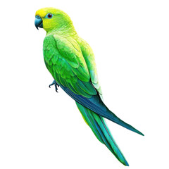 A green parrot perched on transparent Background