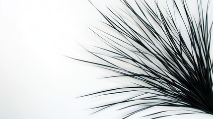 Fototapeta premium Dark green grass on white background; minimalist nature design.