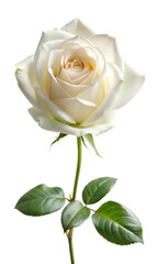 Fototapeta premium White rose flower isolated on white background