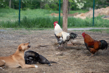 Colorful roosters and hens with big red crests, yellow sharp and  long beaks and shiny feathers in straw in farm yard