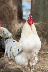 Big white  roosters with big red crest, long beak and shiny feathers in straw in farm backyard.