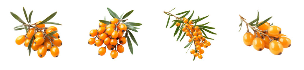 Orange sea buckthorn branches with green leaves, close-up, cut out transparent