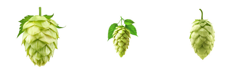 Hops cones on black, ingredient, plant, craft, agriculture, cut out transparent
