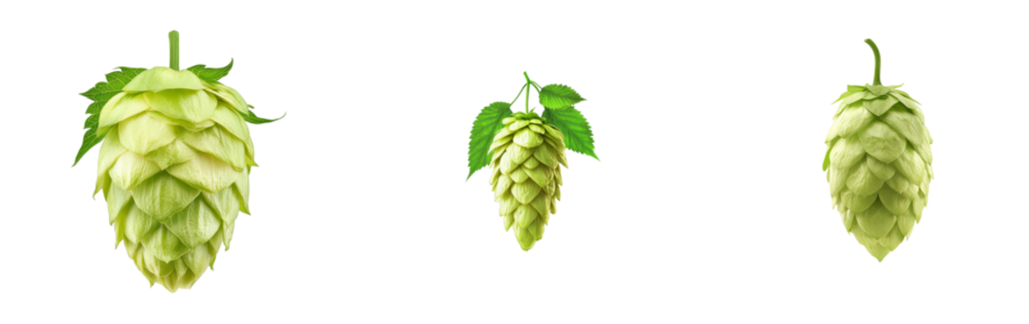 Hops cones on black, ingredient, plant, craft, agriculture, cut out transparent